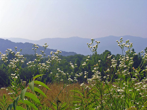 area activities daisies smoky mtns