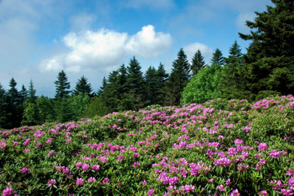 area activities mountain flowers